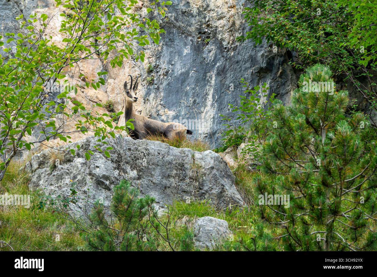 Chamois alpin sauvage (Rupicapra rupicapra) reposant sur un terrain rocheux entouré d'une végétation verdoyante. Photographie animalière dans son habitat naturel, symbole Banque D'Images