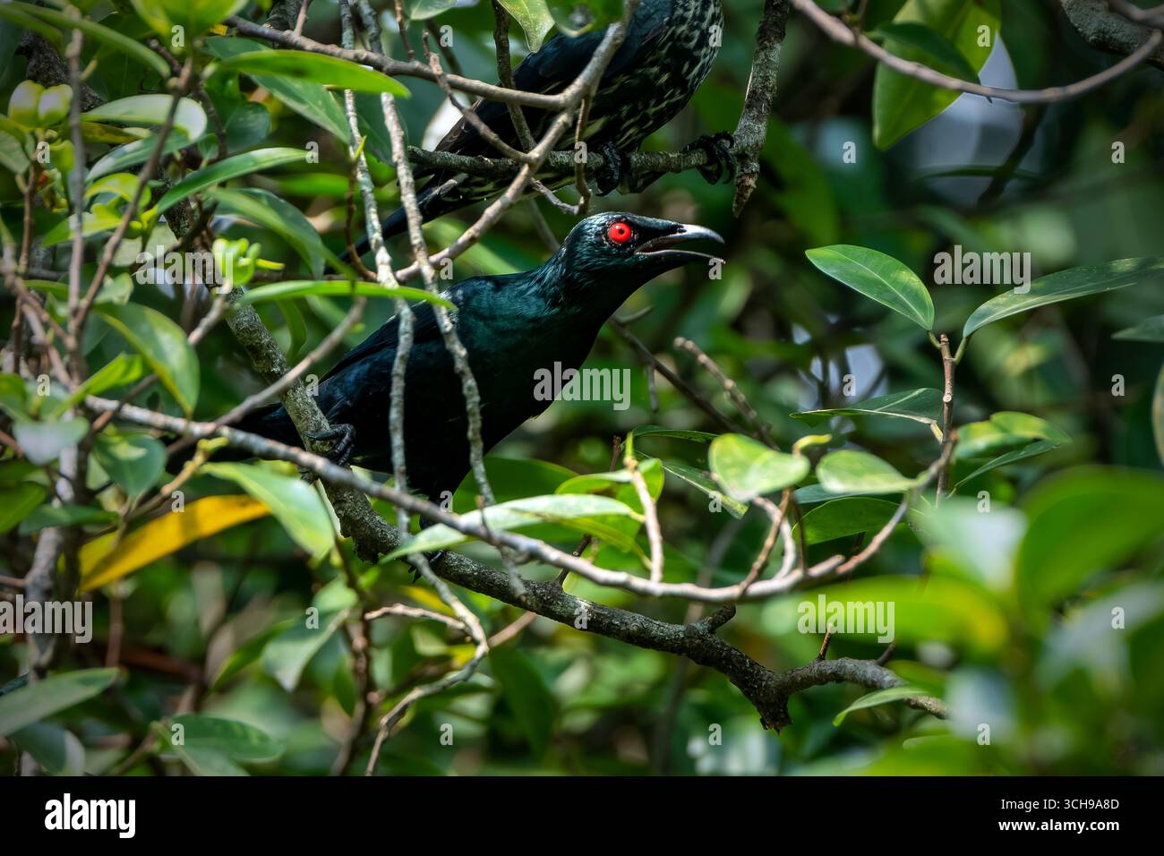 Starling métallique australien perché sur la branche Banque D'Images