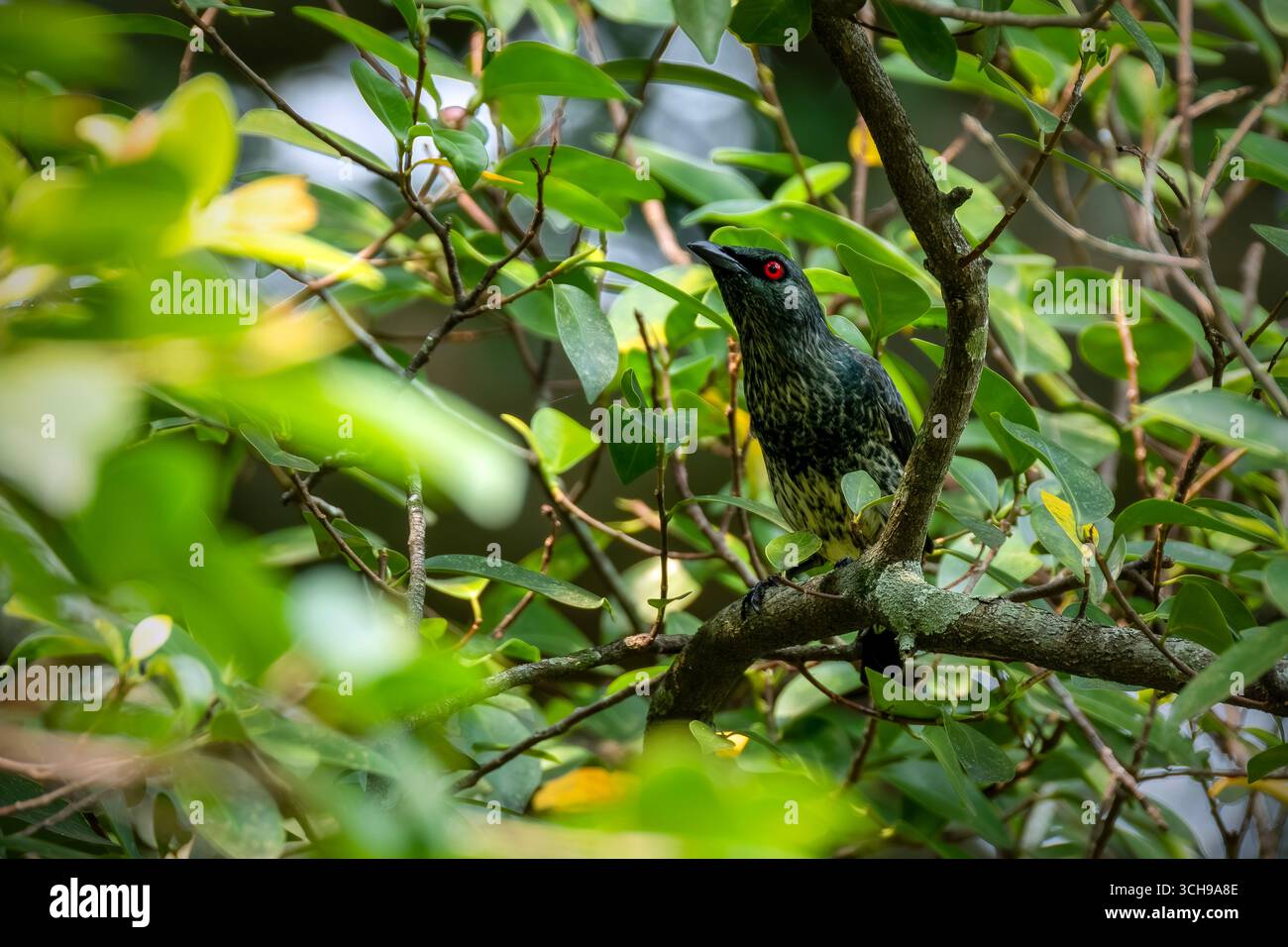 Starling métallique australien perché sur la branche Banque D'Images