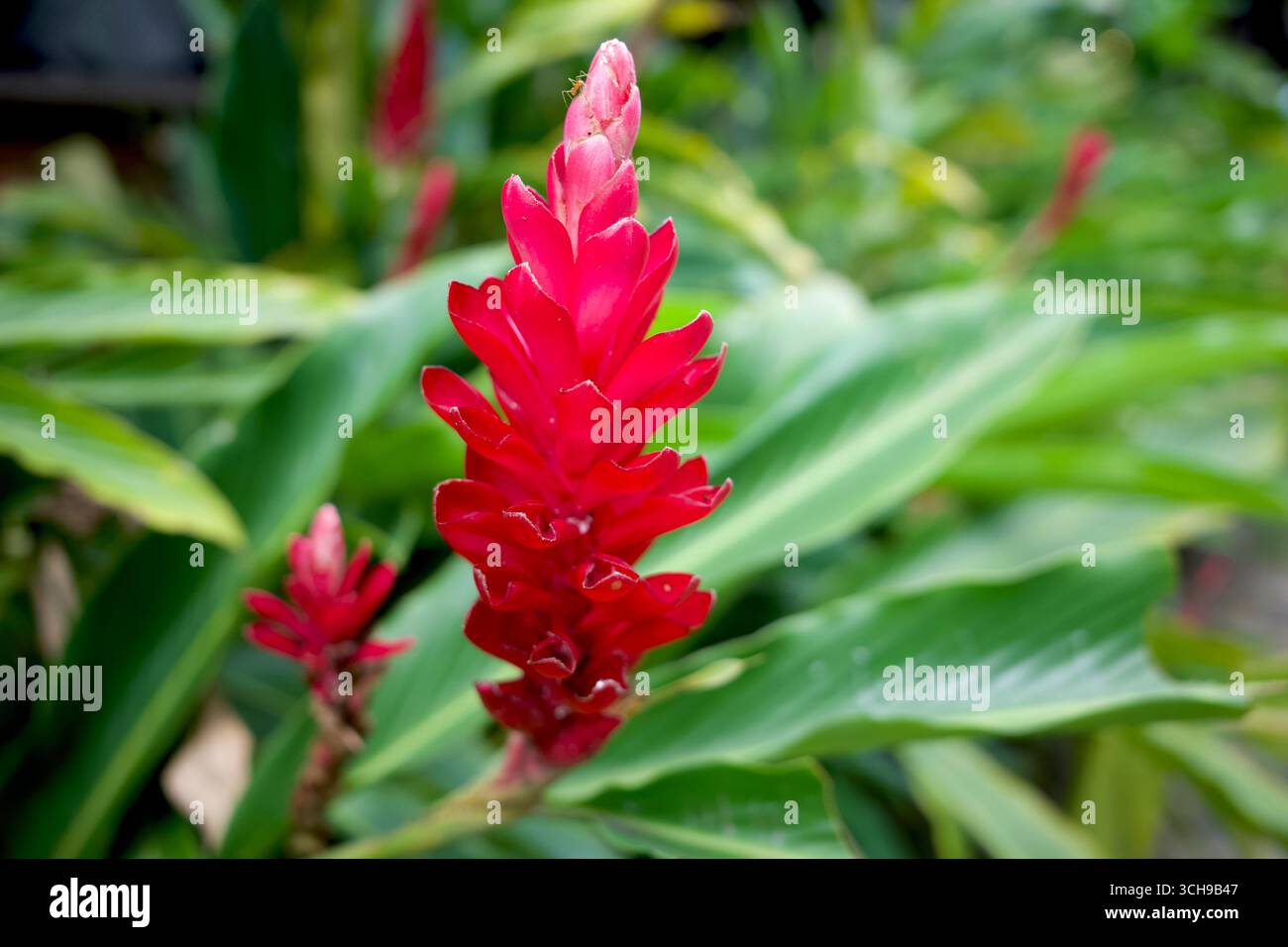 Fleurs de gingembre rouge, Alpinia purpurata avec des feuilles vertes dans un jardin tropical. Banque D'Images