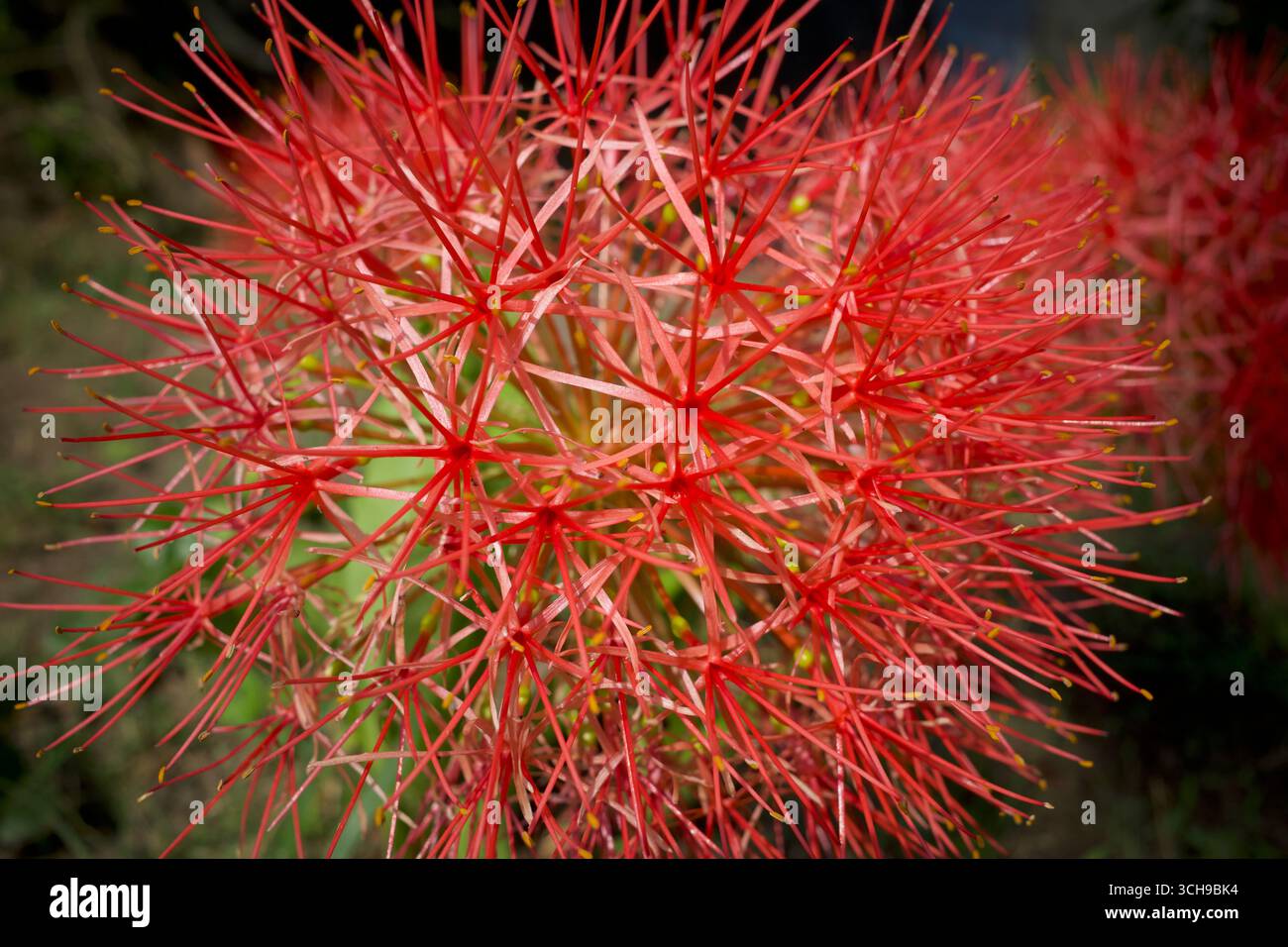 Fleurs rouges de Scadoxus multiflorus (anciennement Haemanthus multiflorus), plante bulbeuse originaire de la majeure partie de l'Afrique subsaharienne Banque D'Images
