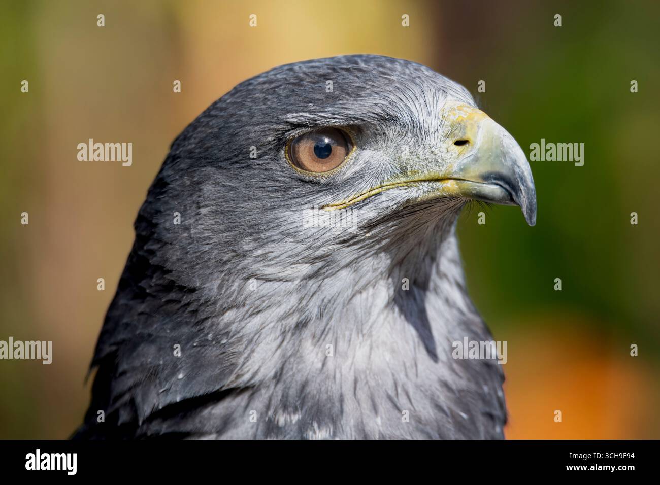 L'aigle bleu chilien (Geranoaetus melanoleucus). Aussi connu sous le nom de Buzzard-Eagle à torse noir. Banque D'Images L'aigle bleu chilien (Geranoaetus melanoleucus). Aussi connu sous le nom de Buzzard-Eagle à torse noir. Banque D'Images