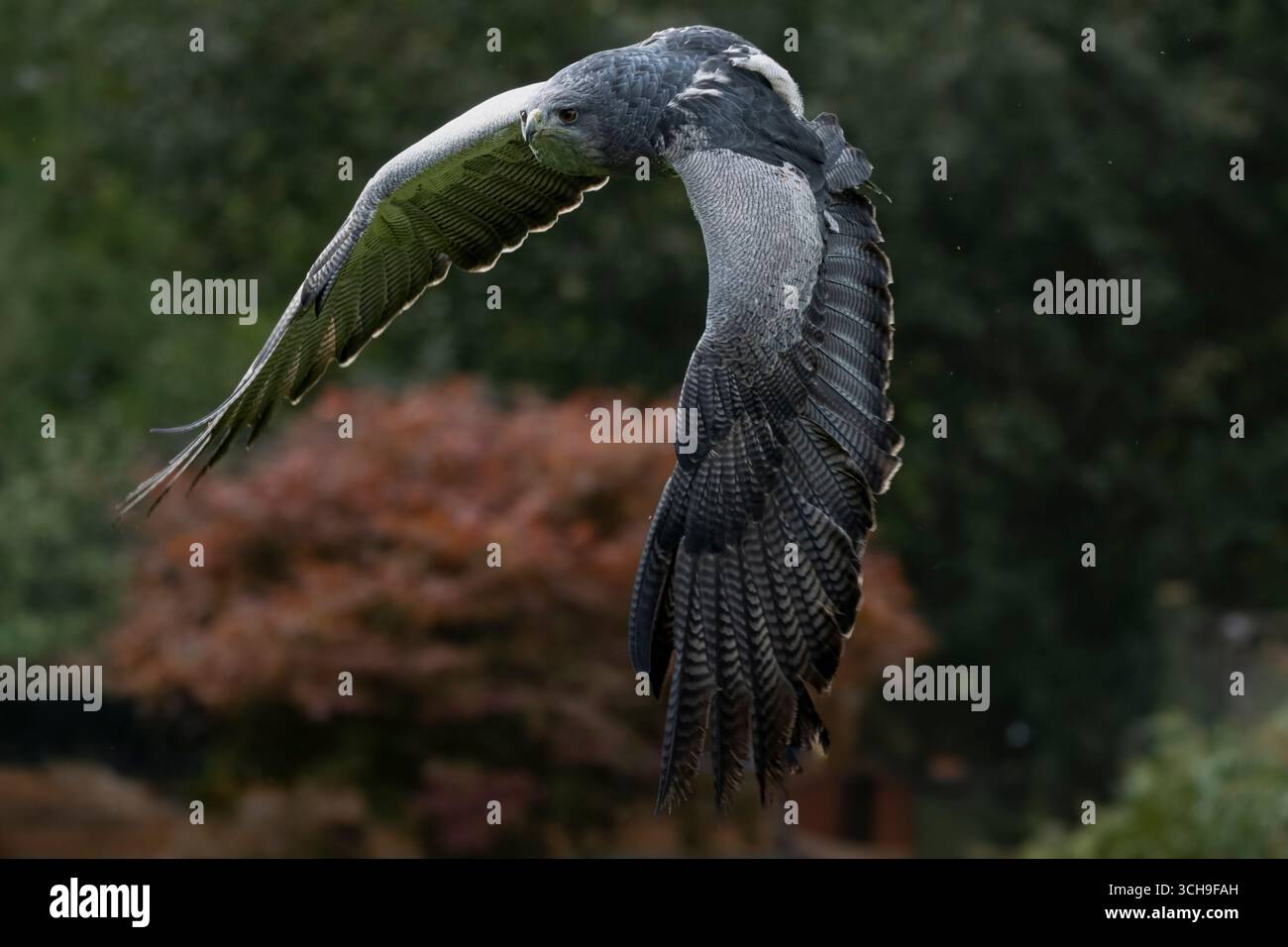 Un aigle bleu chilien (Geranoaetus melanoleucus) volant.. Aussi connu sous le nom de Buzzard-Eagle à torse noir. Banque D'Images Un aigle bleu chilien (Geranoaetus melanoleucus) volant.. Aussi connu sous le nom de Buzzard-Eagle à torse noir. Banque D'Images