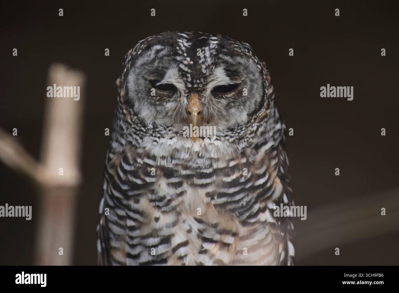 La chouette du Chaco (Strix chacoensis), une chouette trouvée en Argentine, en Bolivie et au Paraguay. Banque D'Images