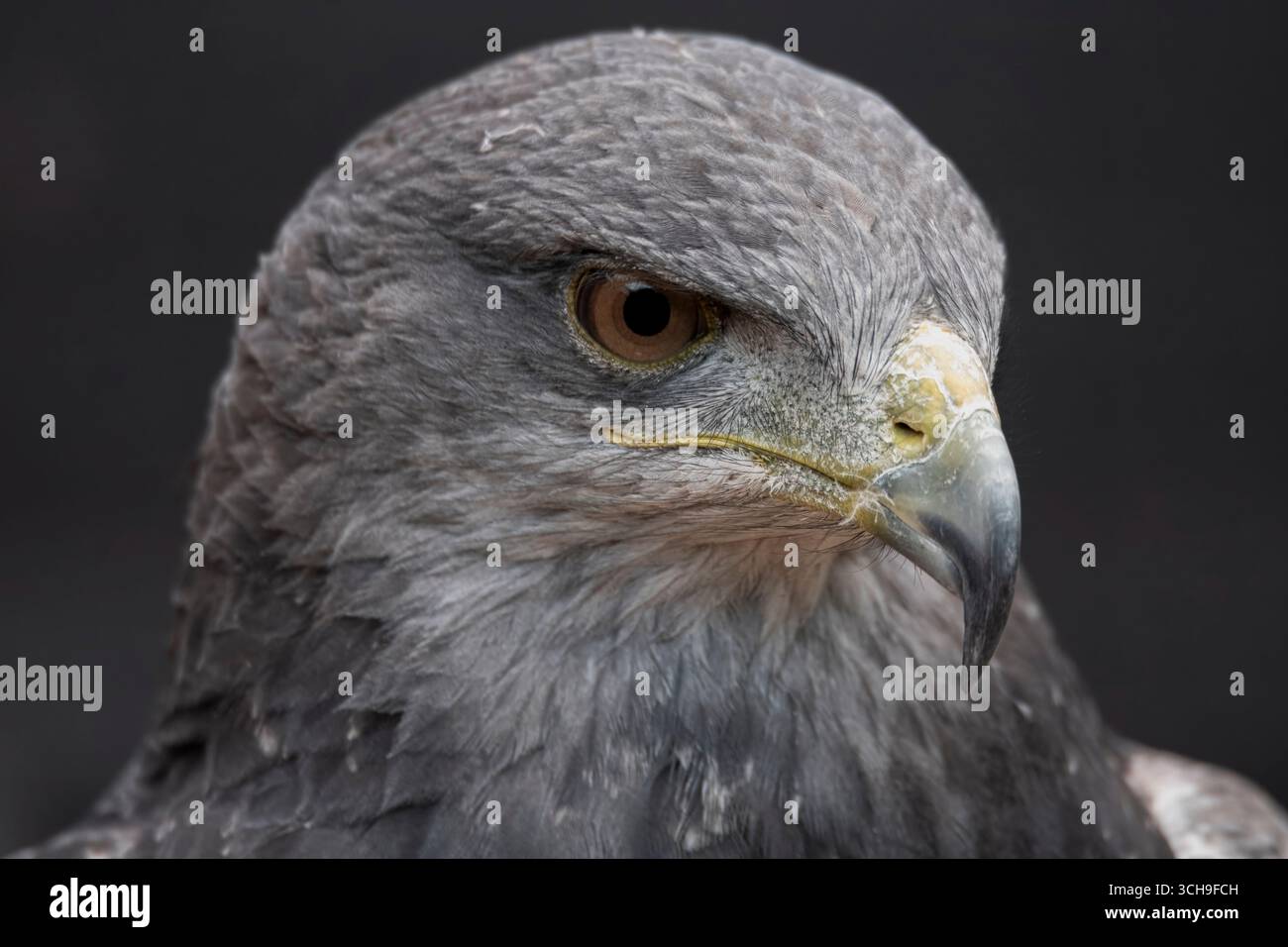 L'aigle bleu chilien (Geranoaetus melanoleucus). Aussi connu sous le nom de Buzzard-Eagle à torse noir. Banque D'Images L'aigle bleu chilien (Geranoaetus melanoleucus). Aussi connu sous le nom de Buzzard-Eagle à torse noir. Banque D'Images