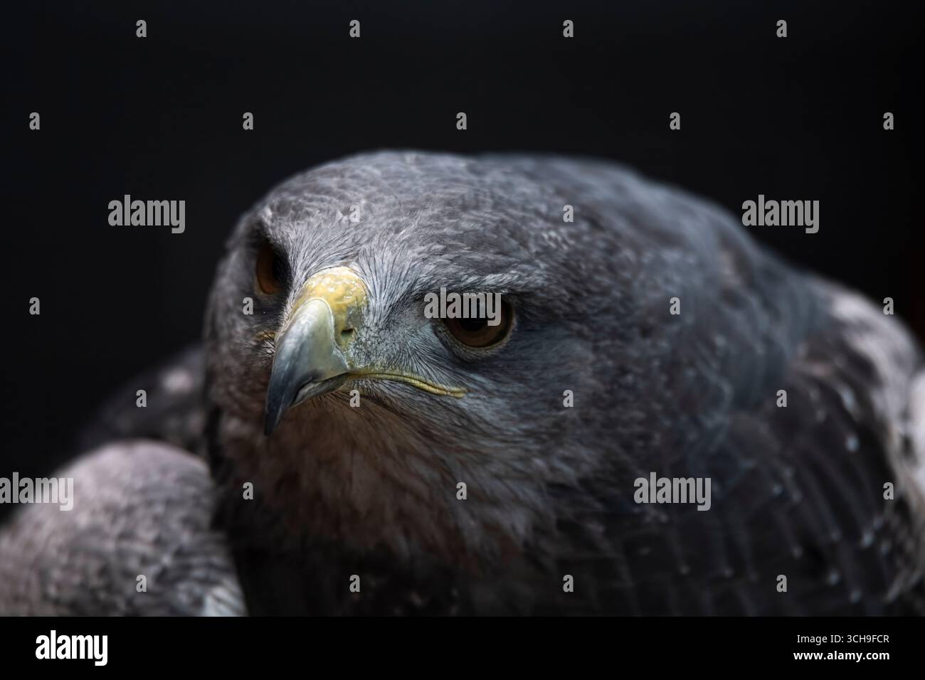 L'aigle bleu chilien (Geranoaetus melanoleucus). Aussi connu sous le nom de Buzzard-Eagle à torse noir. Banque D'Images L'aigle bleu chilien (Geranoaetus melanoleucus). Aussi connu sous le nom de Buzzard-Eagle à torse noir. Banque D'Images