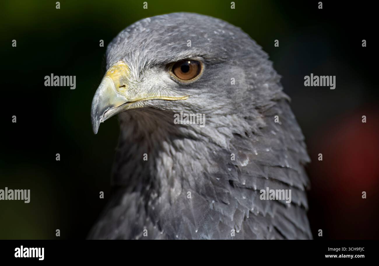 L'aigle bleu chilien (Geranoaetus melanoleucus). Aussi connu sous le nom de Buzzard-Eagle à torse noir. Banque D'Images L'aigle bleu chilien (Geranoaetus melanoleucus). Aussi connu sous le nom de Buzzard-Eagle à torse noir. Banque D'Images