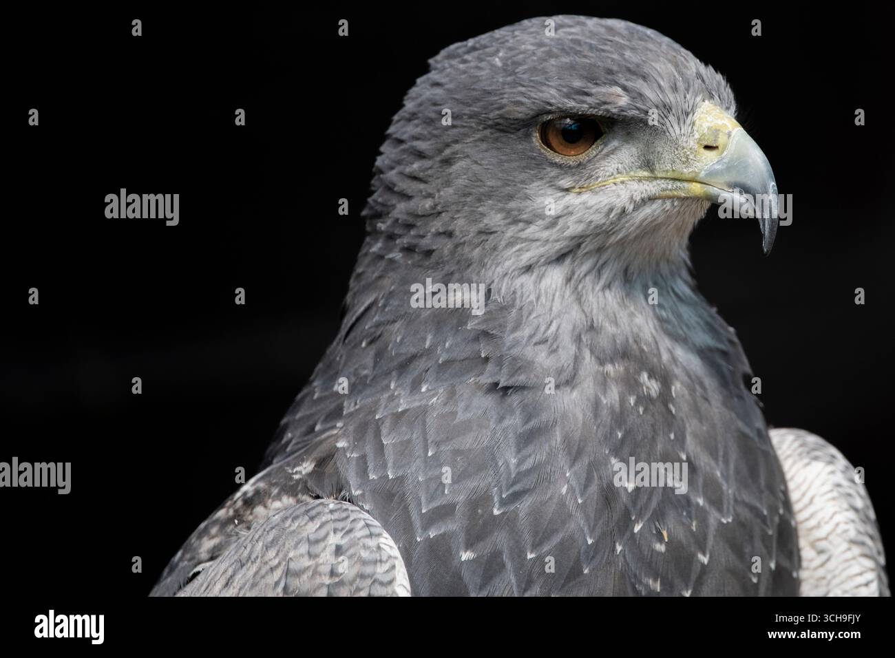 L'aigle bleu chilien (Geranoaetus melanoleucus). Aussi connu sous le nom de Buzzard-Eagle à torse noir. Banque D'Images L'aigle bleu chilien (Geranoaetus melanoleucus). Aussi connu sous le nom de Buzzard-Eagle à torse noir. Banque D'Images