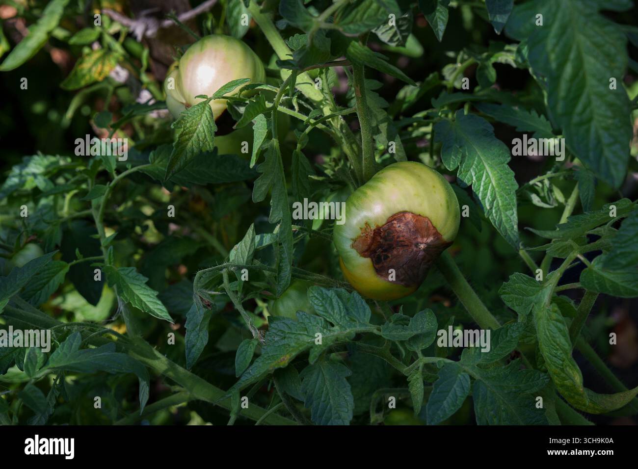 Tomates non mûres avec des signes de maladie sur le buisson. Banque D'Images
