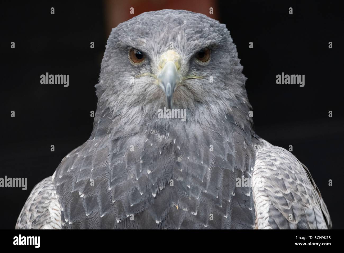 L'aigle bleu chilien (Geranoaetus melanoleucus). Aussi connu sous le nom de Buzzard-Eagle à torse noir. Banque D'Images L'aigle bleu chilien (Geranoaetus melanoleucus). Aussi connu sous le nom de Buzzard-Eagle à torse noir. Banque D'Images