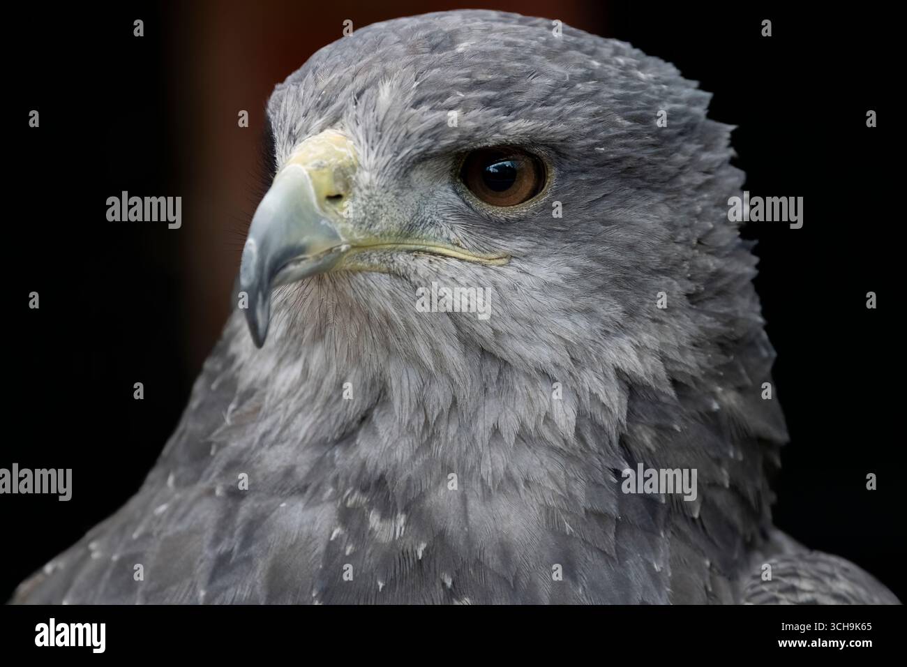 L'aigle bleu chilien (Geranoaetus melanoleucus). Aussi connu sous le nom de Buzzard-Eagle à torse noir. Banque D'Images L'aigle bleu chilien (Geranoaetus melanoleucus). Aussi connu sous le nom de Buzzard-Eagle à torse noir. Banque D'Images