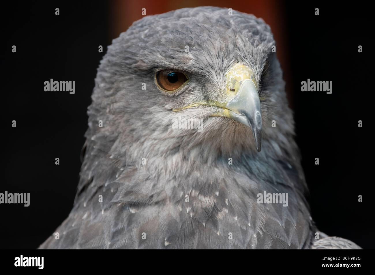 L'aigle bleu chilien (Geranoaetus melanoleucus). Aussi connu sous le nom de Buzzard-Eagle à torse noir. Banque D'Images L'aigle bleu chilien (Geranoaetus melanoleucus). Aussi connu sous le nom de Buzzard-Eagle à torse noir. Banque D'Images