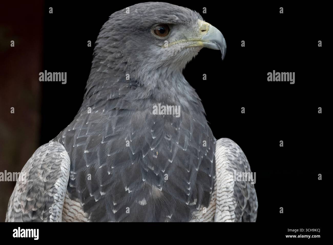 L'aigle bleu chilien (Geranoaetus melanoleucus). Aussi connu sous le nom de Buzzard-Eagle à torse noir. Banque D'Images L'aigle bleu chilien (Geranoaetus melanoleucus). Aussi connu sous le nom de Buzzard-Eagle à torse noir. Banque D'Images