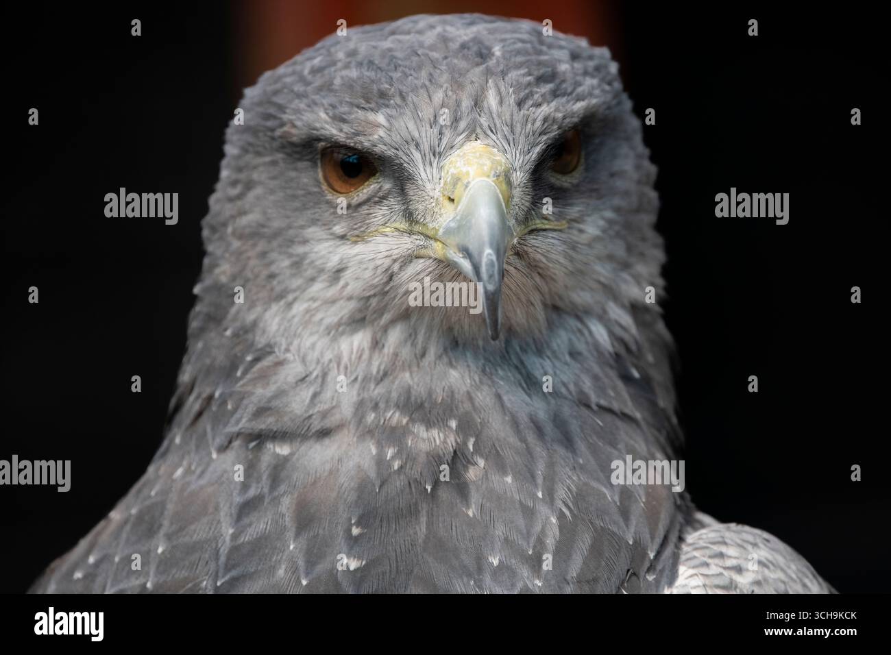 L'aigle bleu chilien (Geranoaetus melanoleucus). Aussi connu sous le nom de Buzzard-Eagle à torse noir. Banque D'Images L'aigle bleu chilien (Geranoaetus melanoleucus). Aussi connu sous le nom de Buzzard-Eagle à torse noir. Banque D'Images