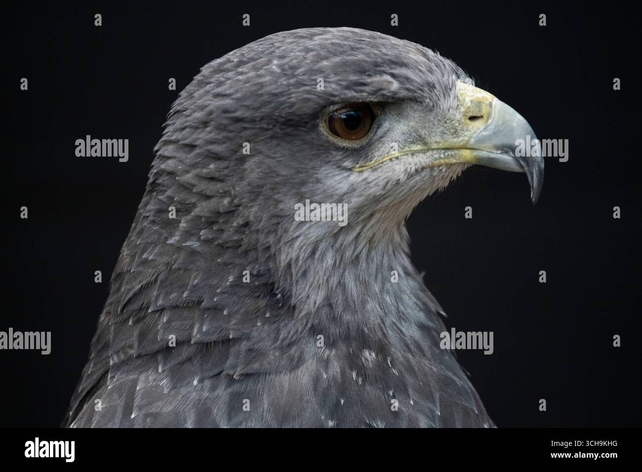 L'aigle bleu chilien (Geranoaetus melanoleucus). Aussi connu sous le nom de Buzzard-Eagle à torse noir. Banque D'Images L'aigle bleu chilien (Geranoaetus melanoleucus). Aussi connu sous le nom de Buzzard-Eagle à torse noir. Banque D'Images
