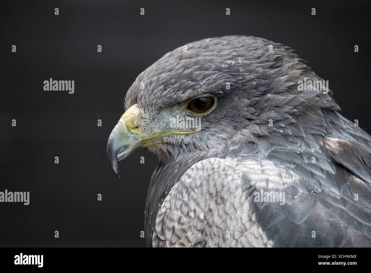 L'aigle bleu chilien (Geranoaetus melanoleucus). Aussi connu sous le nom de Buzzard-Eagle à torse noir. Banque D'Images L'aigle bleu chilien (Geranoaetus melanoleucus). Aussi connu sous le nom de Buzzard-Eagle à torse noir. Banque D'Images