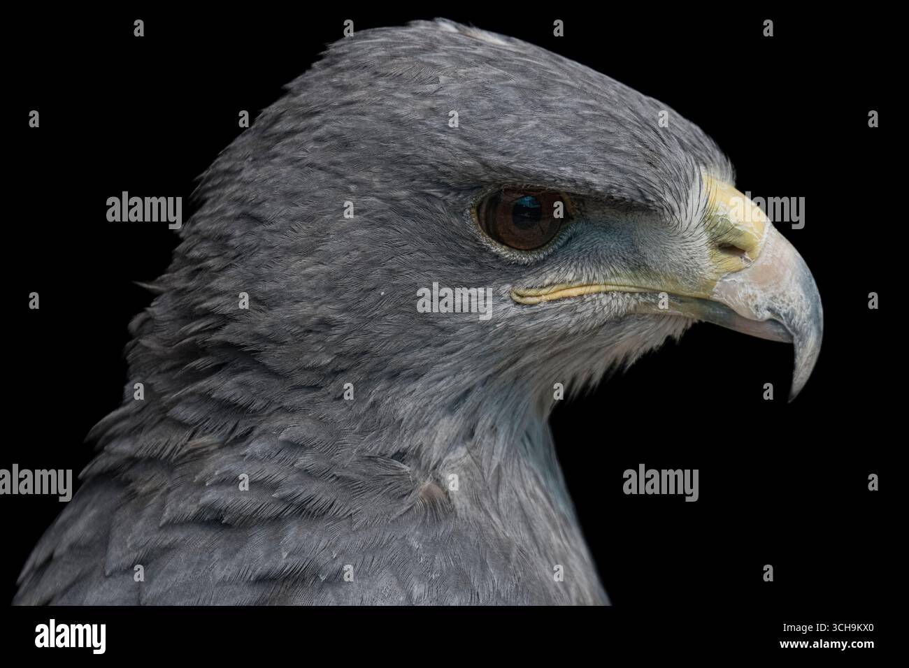 L'aigle bleu chilien (Geranoaetus melanoleucus). Aussi connu sous le nom de Buzzard-Eagle à torse noir. Banque D'Images L'aigle bleu chilien (Geranoaetus melanoleucus). Aussi connu sous le nom de Buzzard-Eagle à torse noir. Banque D'Images