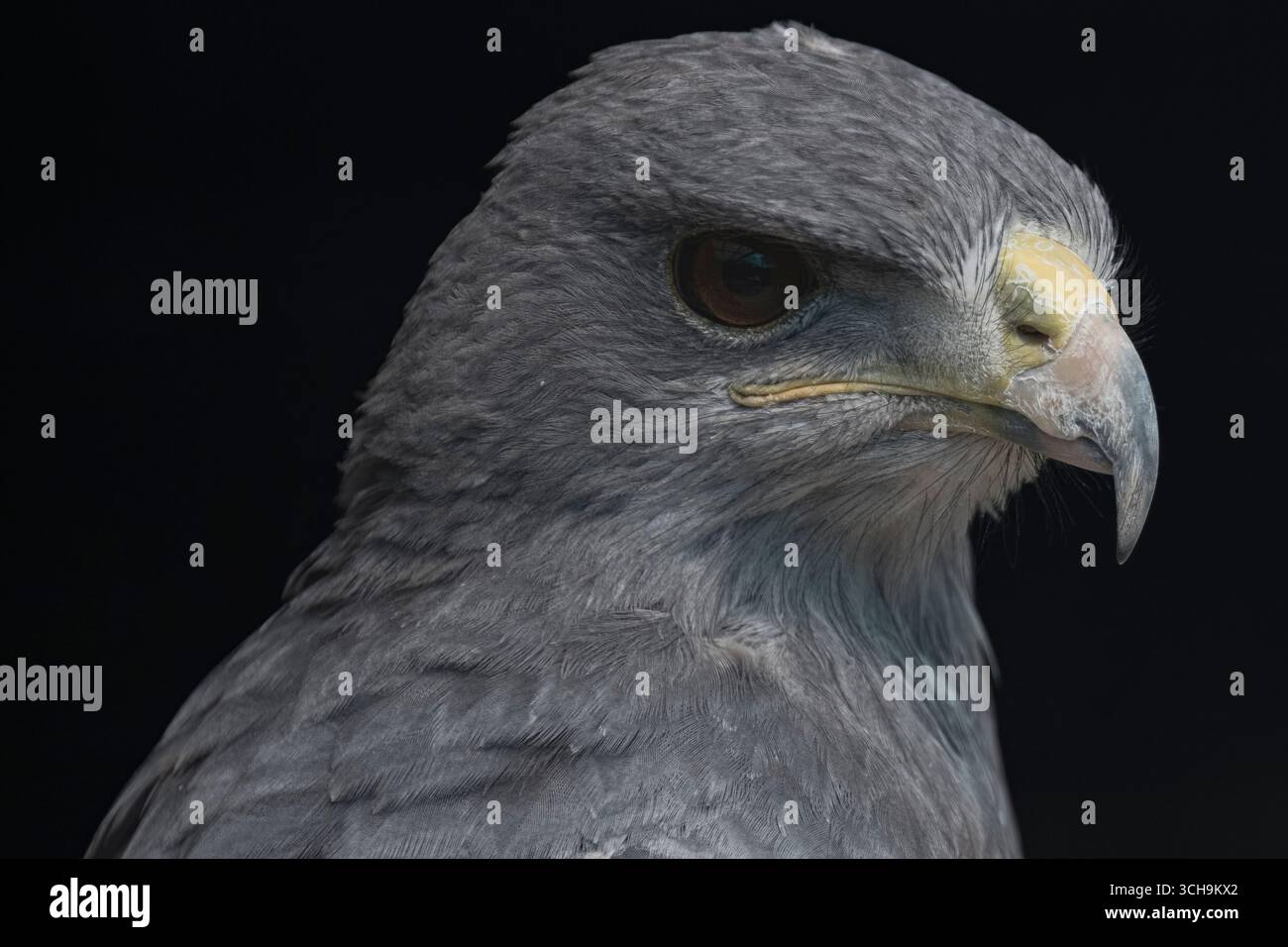 L'aigle bleu chilien (Geranoaetus melanoleucus). Aussi connu sous le nom de Buzzard-Eagle à torse noir. Banque D'Images L'aigle bleu chilien (Geranoaetus melanoleucus). Aussi connu sous le nom de Buzzard-Eagle à torse noir. Banque D'Images