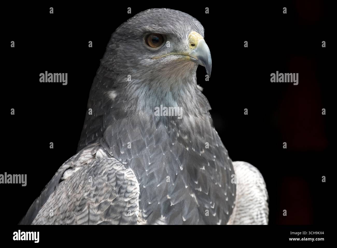 L'aigle bleu chilien (Geranoaetus melanoleucus). Aussi connu sous le nom de Buzzard-Eagle à torse noir. Banque D'Images L'aigle bleu chilien (Geranoaetus melanoleucus). Aussi connu sous le nom de Buzzard-Eagle à torse noir. Banque D'Images