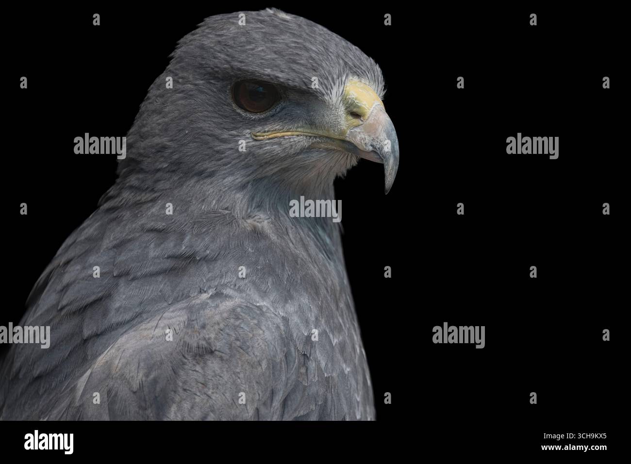 L'aigle bleu chilien (Geranoaetus melanoleucus). Aussi connu sous le nom de Buzzard-Eagle à torse noir. Banque D'Images L'aigle bleu chilien (Geranoaetus melanoleucus). Aussi connu sous le nom de Buzzard-Eagle à torse noir. Banque D'Images