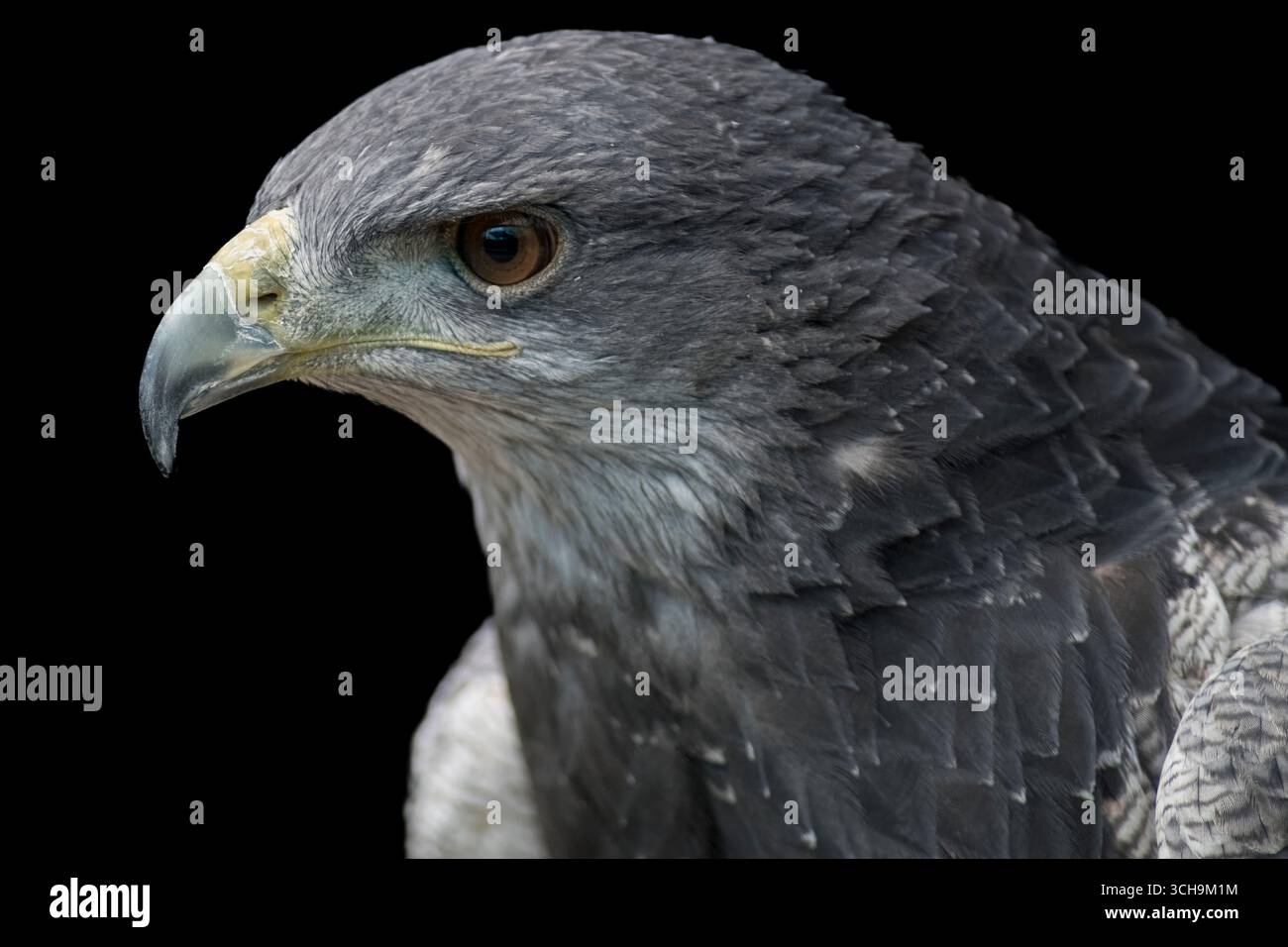 L'aigle bleu chilien (Geranoaetus melanoleucus). Aussi connu sous le nom de Buzzard-Eagle à torse noir. Banque D'Images L'aigle bleu chilien (Geranoaetus melanoleucus). Aussi connu sous le nom de Buzzard-Eagle à torse noir. Banque D'Images