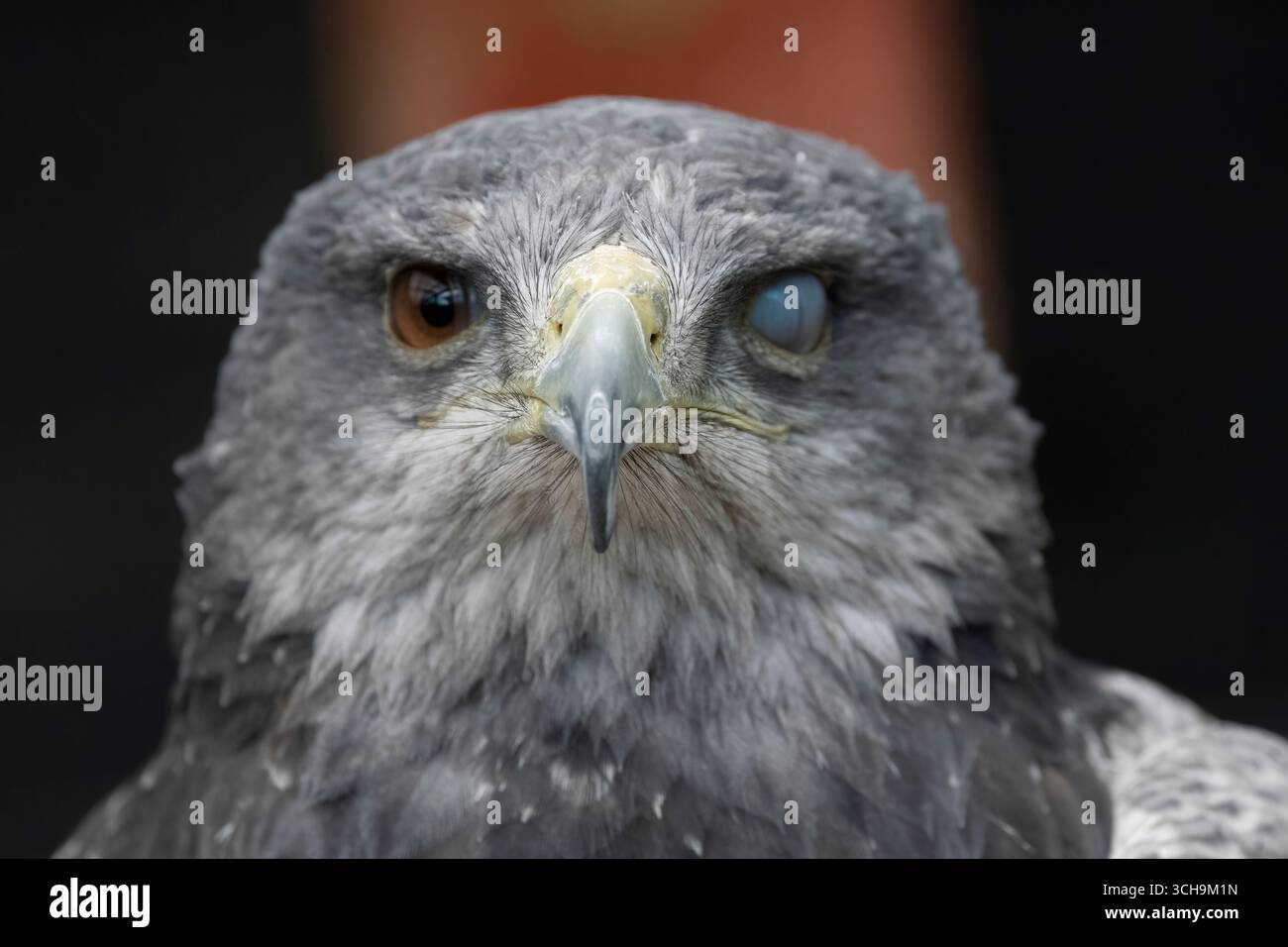 L'aigle bleu chilien (Geranoaetus melanoleucus). Aussi connu sous le nom de Buzzard-Eagle à torse noir. Banque D'Images L'aigle bleu chilien (Geranoaetus melanoleucus). Aussi connu sous le nom de Buzzard-Eagle à torse noir. Banque D'Images
