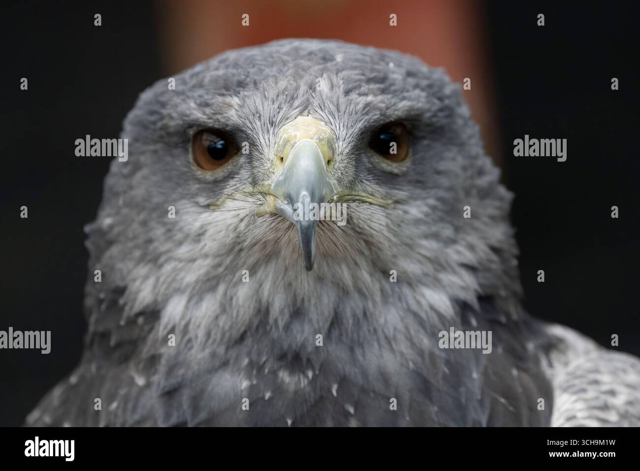 L'aigle bleu chilien (Geranoaetus melanoleucus). Aussi connu sous le nom de Buzzard-Eagle à torse noir. Banque D'Images L'aigle bleu chilien (Geranoaetus melanoleucus). Aussi connu sous le nom de Buzzard-Eagle à torse noir. Banque D'Images