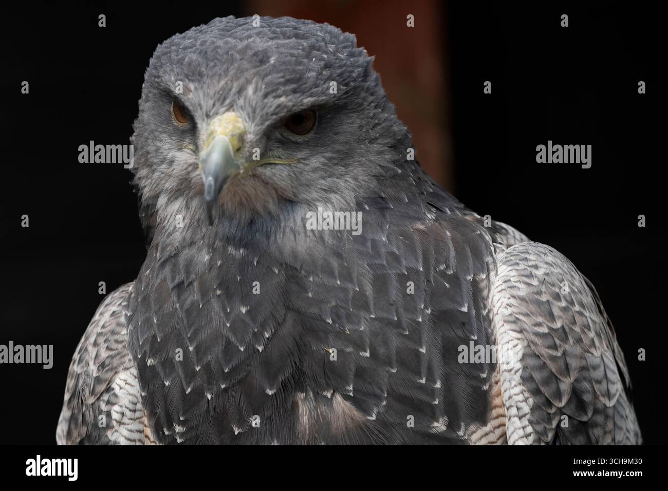 L'aigle bleu chilien (Geranoaetus melanoleucus). Aussi connu sous le nom de Buzzard-Eagle à torse noir. Banque D'Images L'aigle bleu chilien (Geranoaetus melanoleucus). Aussi connu sous le nom de Buzzard-Eagle à torse noir. Banque D'Images