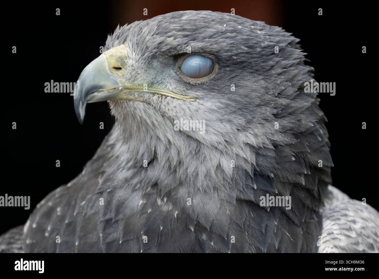 L'aigle bleu chilien (Geranoaetus melanoleucus). Aussi connu sous le nom de Buzzard-Eagle à torse noir. Banque D'Images L'aigle bleu chilien (Geranoaetus melanoleucus). Aussi connu sous le nom de Buzzard-Eagle à torse noir. Banque D'Images