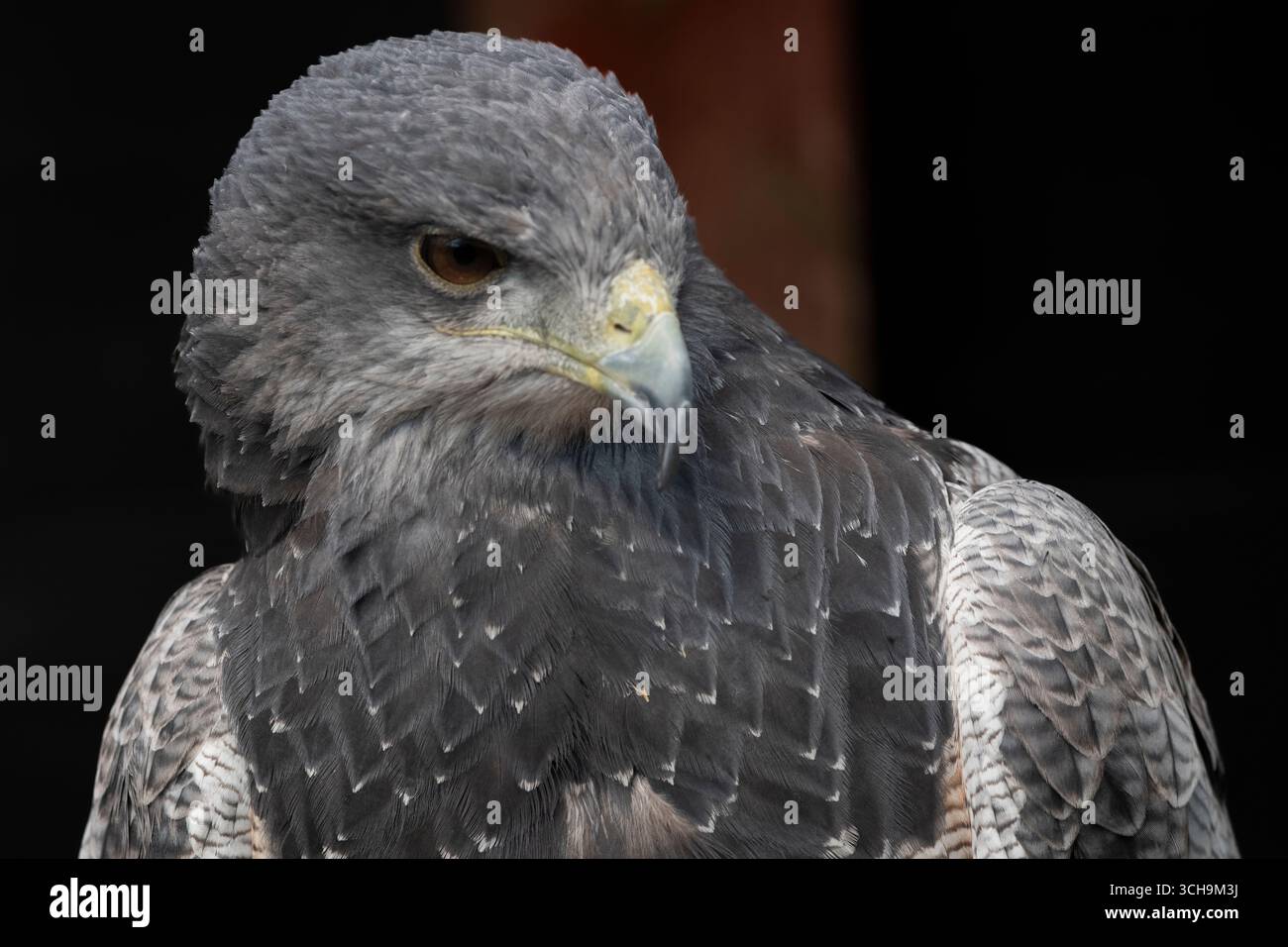 L'aigle bleu chilien (Geranoaetus melanoleucus). Aussi connu sous le nom de Buzzard-Eagle à torse noir. Banque D'Images L'aigle bleu chilien (Geranoaetus melanoleucus). Aussi connu sous le nom de Buzzard-Eagle à torse noir. Banque D'Images