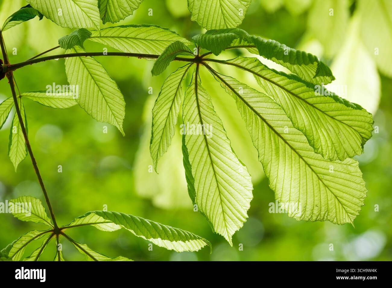 Aesculus hippocastanum Hampton court Gold, châtaignier Hampton court Gold, Banque D'Images