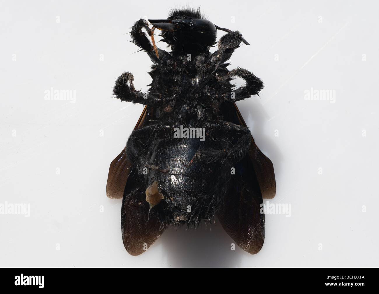 Une photographie dorsale à haute résolution d'une abeille charpentier noire met en valeur sa texture poilue du corps et ses ailes sombres, idéales pour l'entomologie, le studie d'insectes Banque D'Images