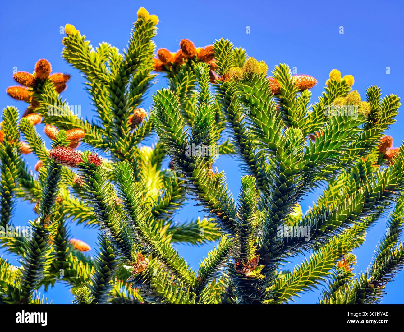 Monkey Puzzle Tree cônes colorés - Araucaria Araucana Evergreen Conifer avec branches vertes épaisses contre le ciel bleu, idéal pour Botanical, campagnes de nature, publicité, marketing, médias sociaux Banque D'Images