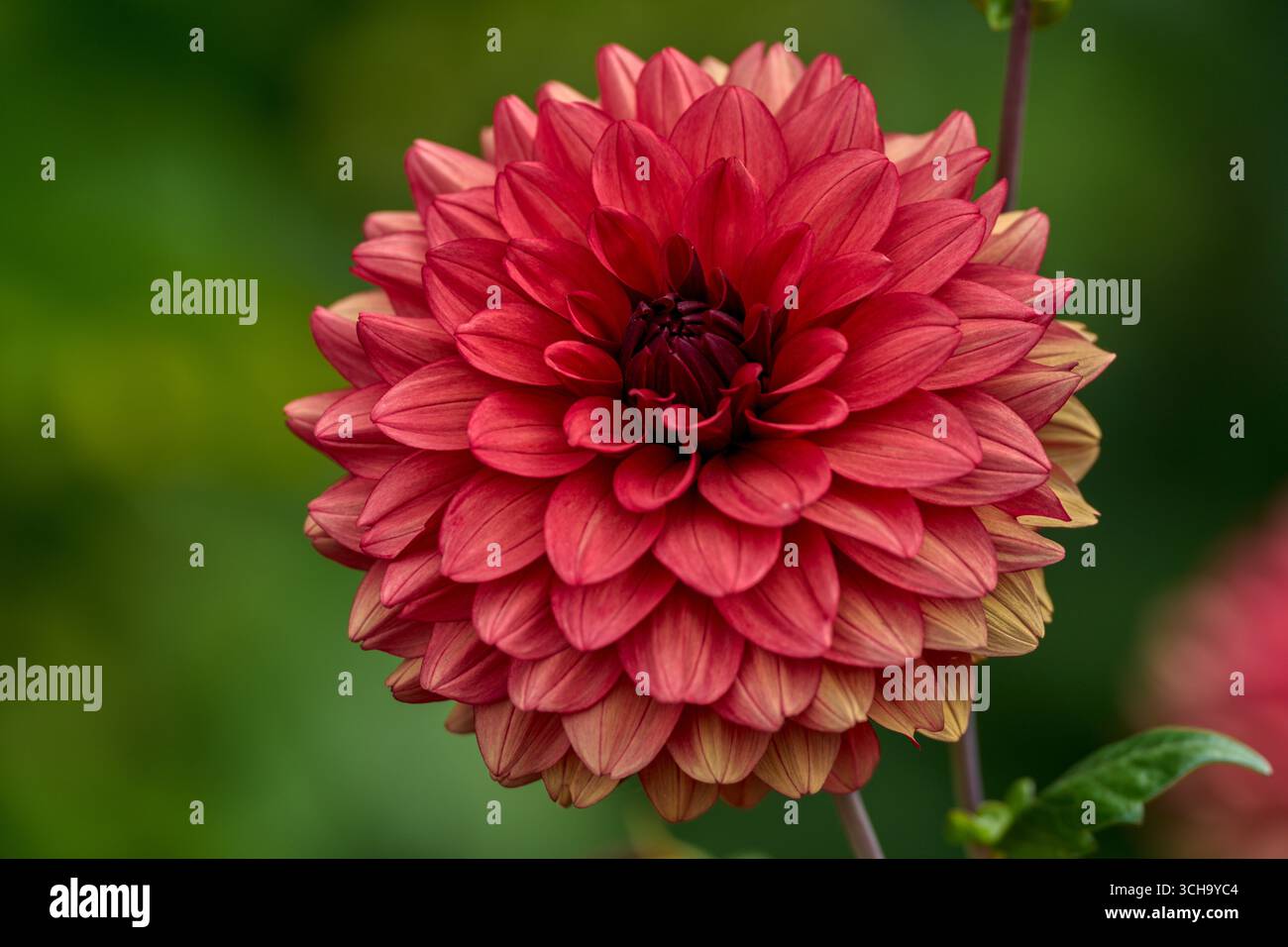 Fleur dahlia luxuriant close up Banque D'Images