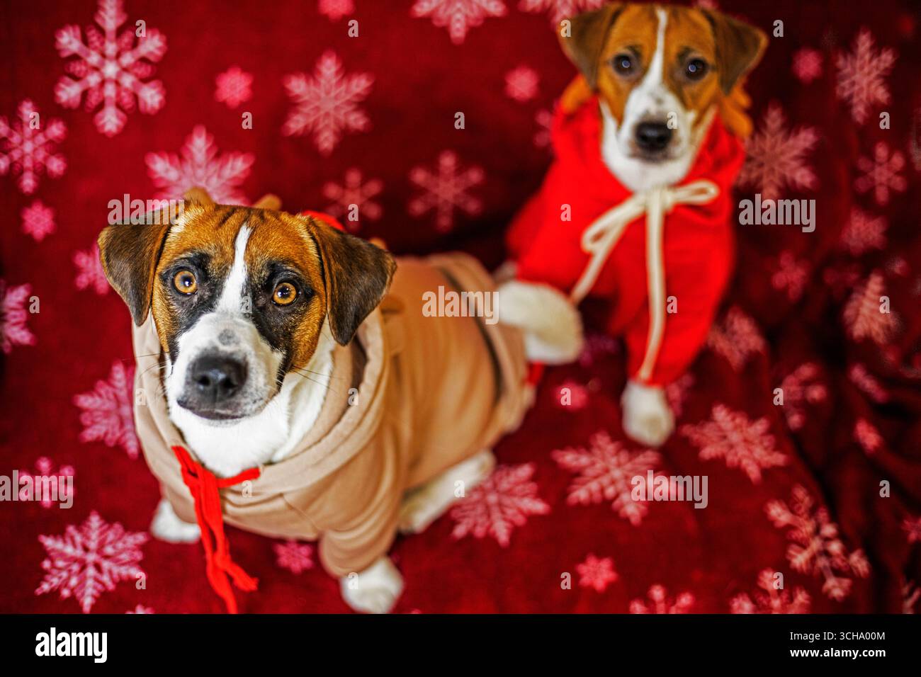 Chiots Jack Russell Terriers en costumes de cerf sur une couverture rouge avec des flocons de neige. Noël et nouvel an avec animaux de compagnie Banque D'Images