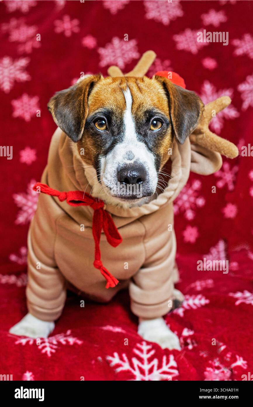 Magnifiques chiots Jack Russell Terriers en costumes de cerf du nouvel an sur une couverture rouge avec des flocons de neige. Noël et nouvel an avec animaux de compagnie Banque D'Images