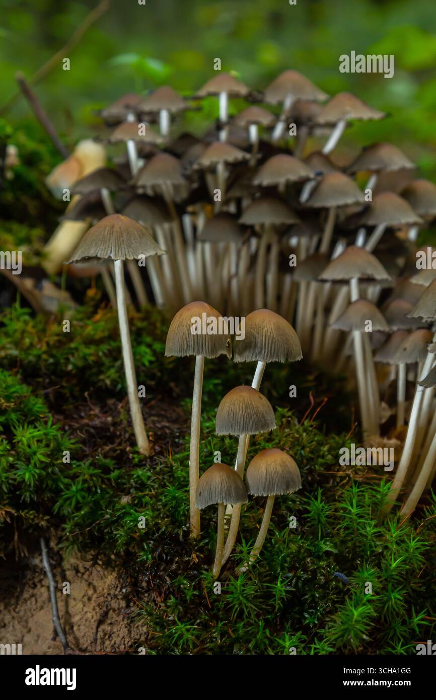 Des grappes de champignons sauvages, dont Amanita phalloides et Coprinellus disséminatus, prospèrent dans un habitat forestier luxuriant au début de l'automne, au milieu de l'automne Banque D'Images