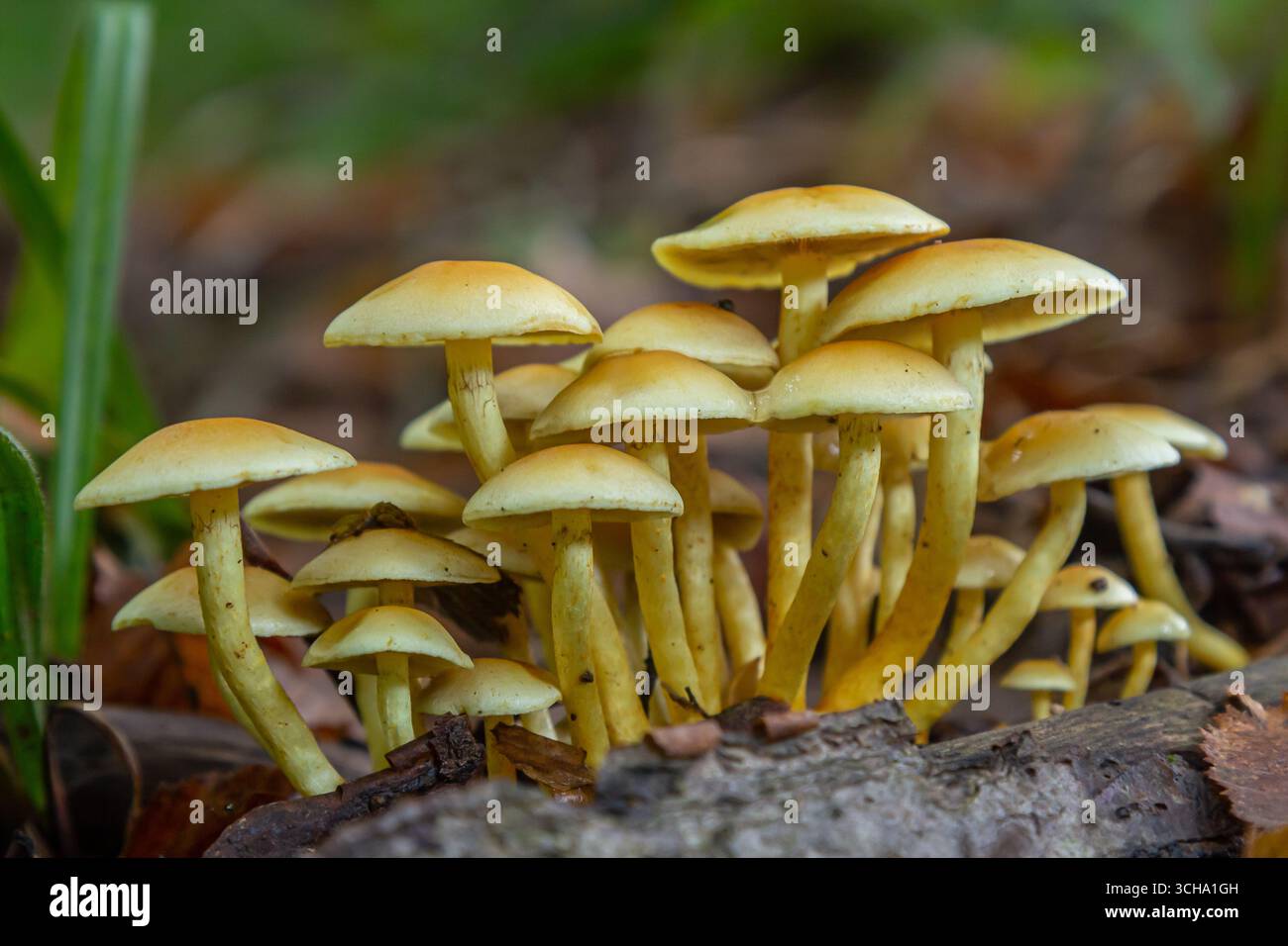 Touffe de soufre, Hypholoma fasciculare, ou grappes de bois sur un arbre mort. Banque D'Images