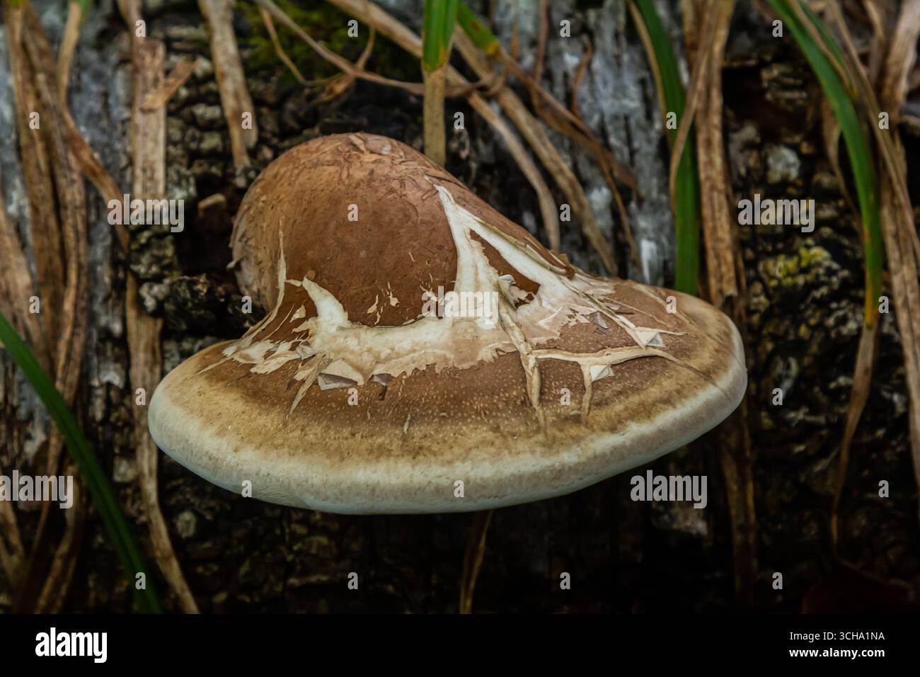 Fomitopsis betulina affiche son unique chapeau brun sur un tronc d'arbre en décomposition dans un cadre forestier riche en feuillage pendant la saison d'automne. Banque D'Images