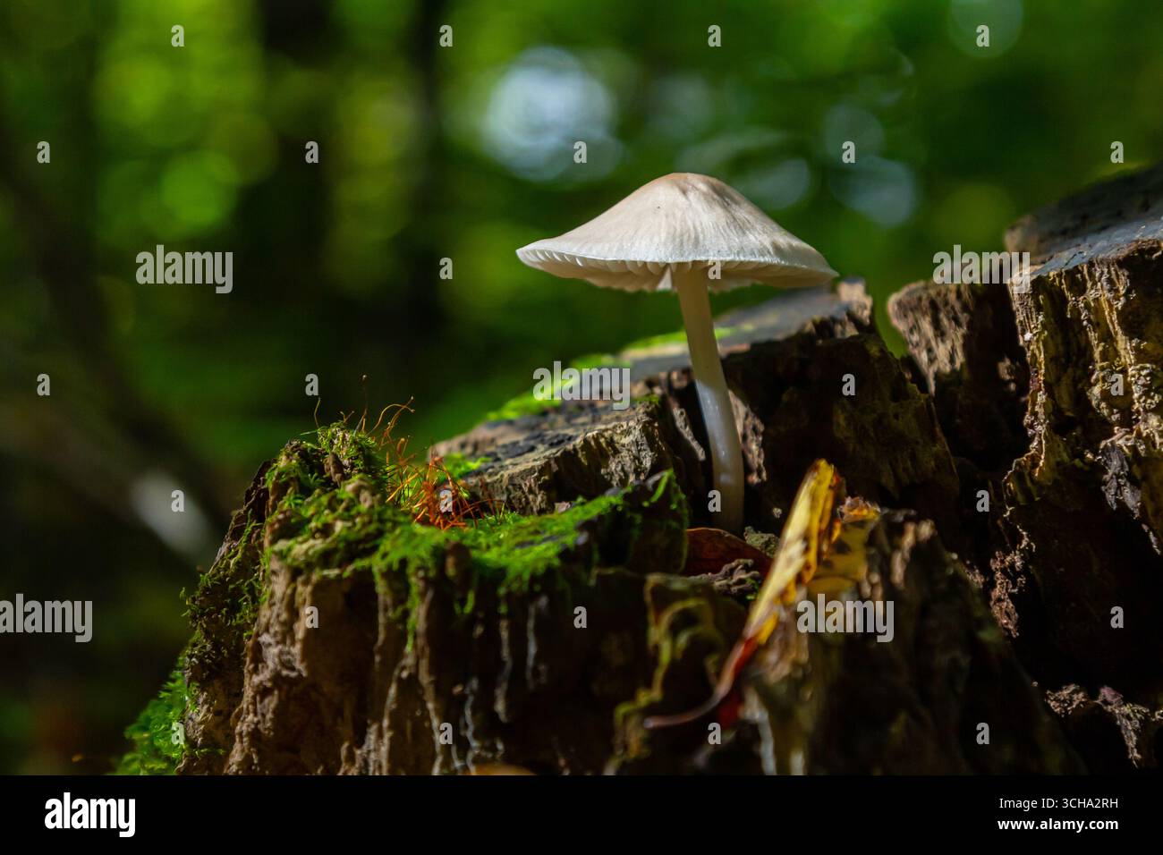 Un champignon unique de l'espèce Psathyrella émerge du bois en décomposition, entouré de mousse luxuriante et de verdure forestière qui prospère sous la lumière naturelle. Banque D'Images