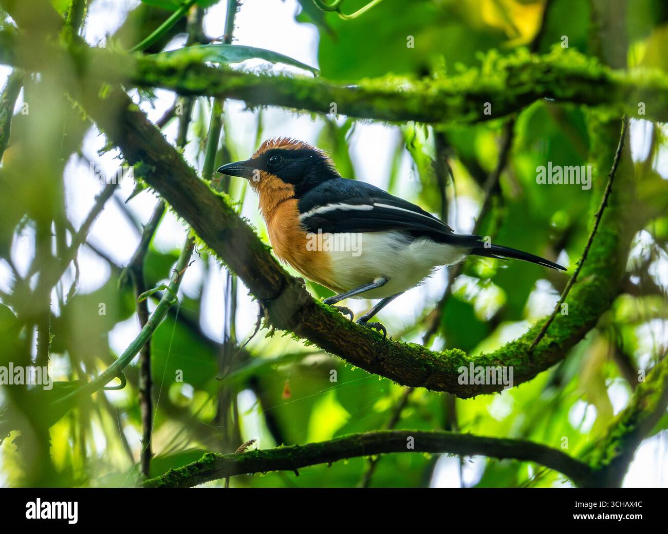 Bushshrike de Lühder mâle (Laniarius luehderi) perché sur une branche. Parc national de la forêt impénétrable de Bwindi, Ouganda, Afrique. Banque D'Images