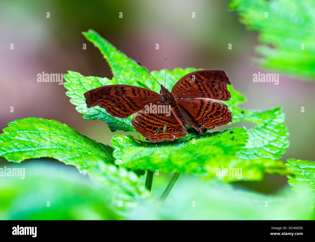 Un papillon Pansy brun de Gregori (Junonia gregorii) perché sur une feuille verte. Parc national de la forêt impénétrable de Bwindi, Ouganda, Afrique. Banque D'Images