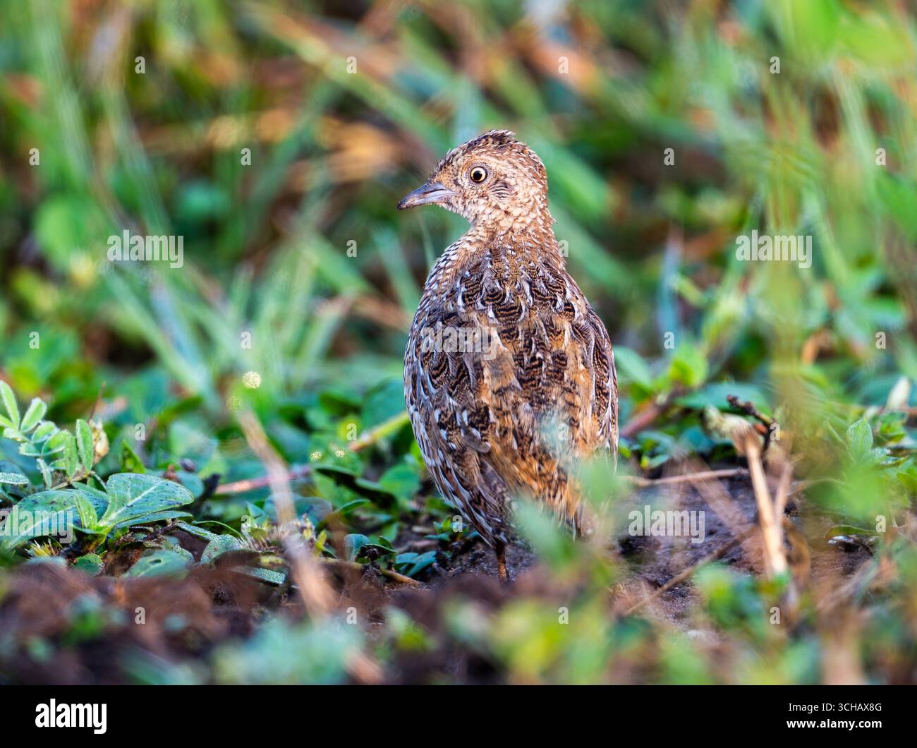 Un petit Buttonquail (Turnix sylvaticus) buvant dans les buissons. Parc national de la Reine Elizabeth, Ouganda, Afrique. Banque D'Images