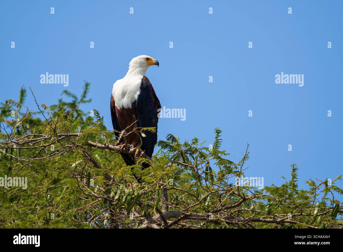 Aigle d'Afrique (Haliaeetus vocifer) dans le parc national d'Akagera au Rwanda Banque D'Images