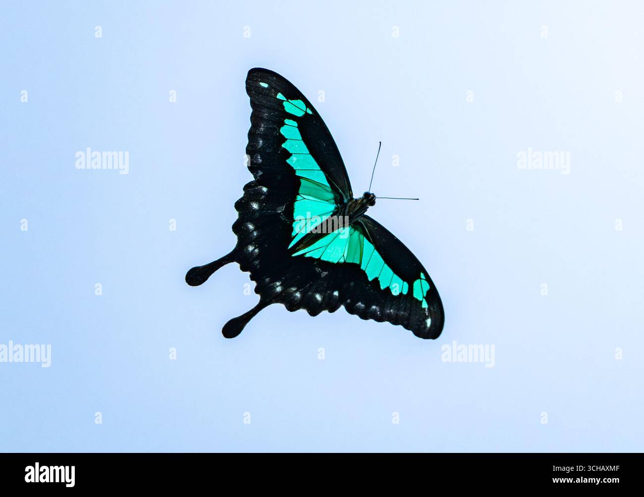 Un papillon en queue d'aronde à bandes vertes (Papilio nireus) volant. Ouganda, Afrique. Banque D'Images