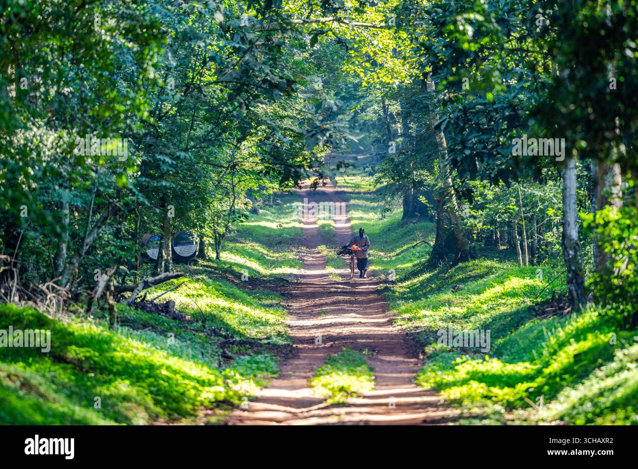 Un homme avec un vélo marchant sur la route du célèbre 'Royal Mile' à Budongo Central Forest Reserve, Ouganda, Afrique. Banque D'Images