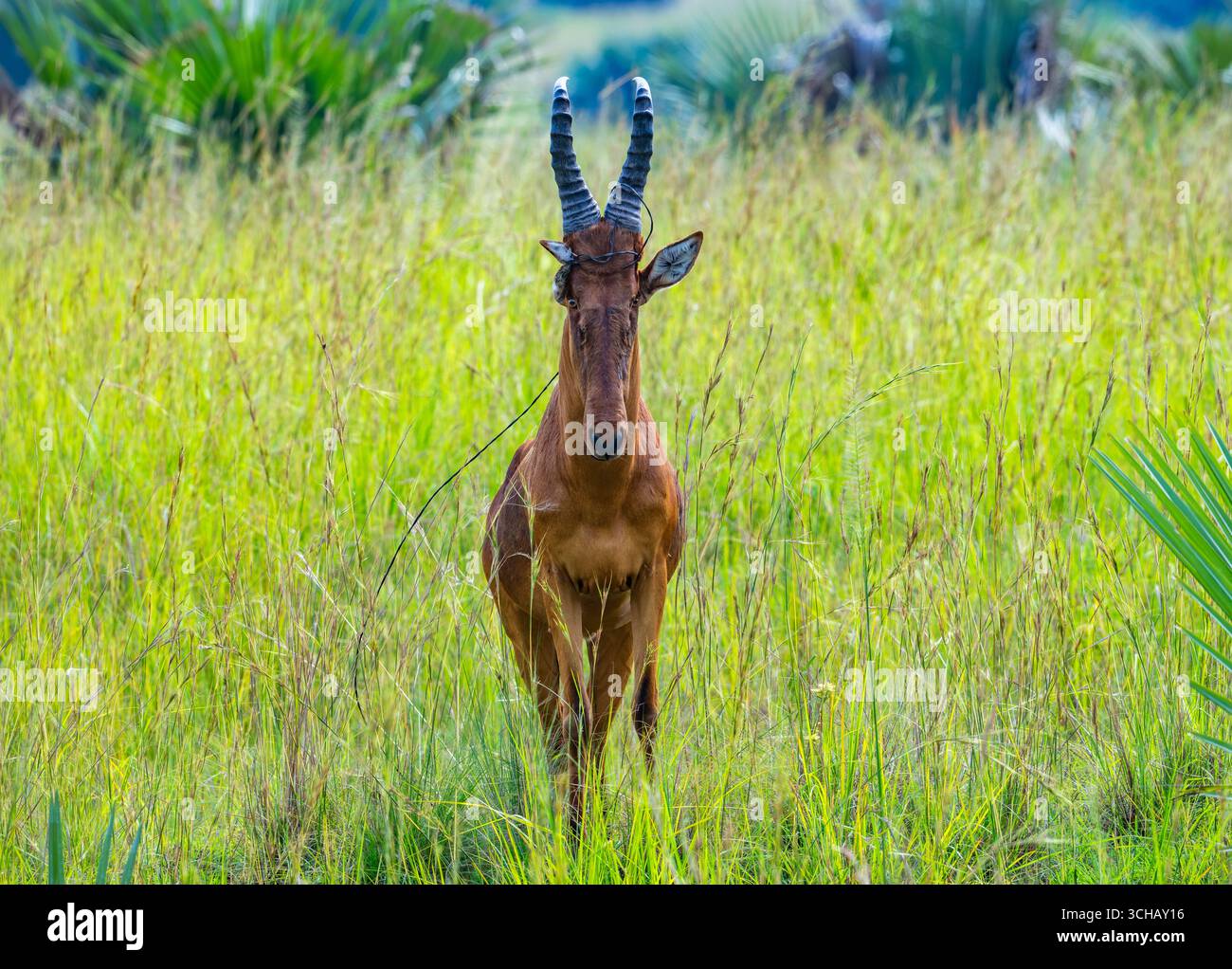 Un hartebeest rouge (Alcelaphus buselaphus caama) avec des barbwire enchevêtrés autour de sa tête. Parc national de Murchison Falls, Ouganda, Afrique. Banque D'Images