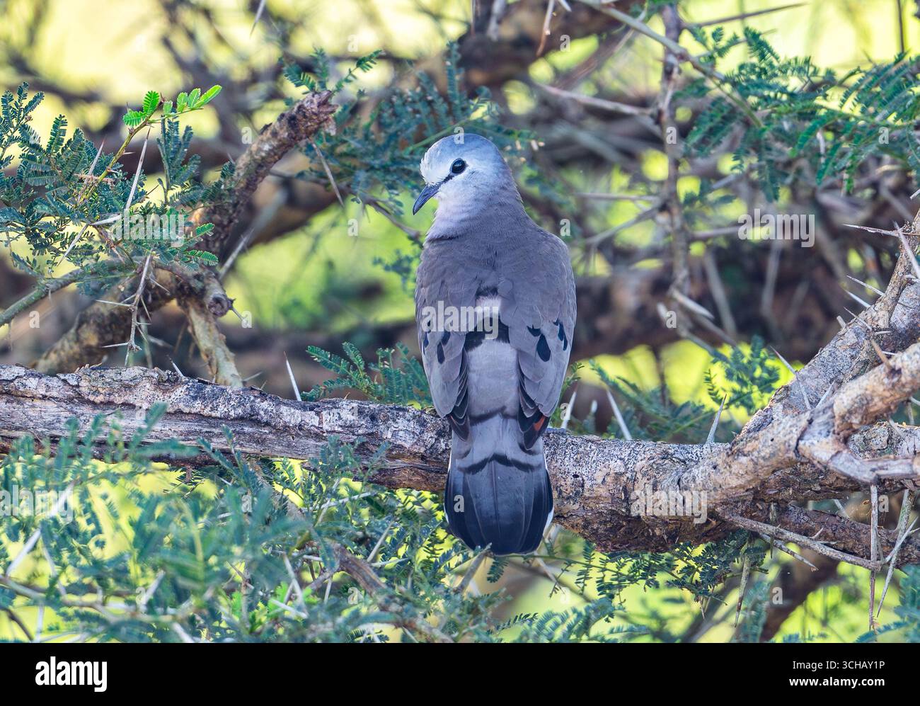 Une colombe à bec noir (Turtur abyssinicus) perchée sur un arbre. Parc national de Murchison Falls, Ouganda, Afrique. Banque D'Images