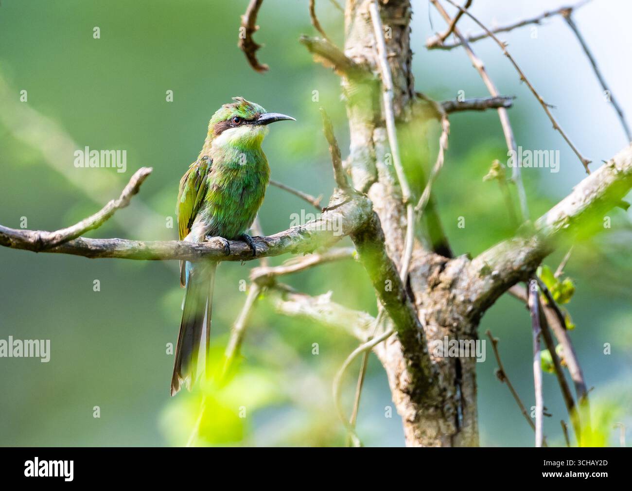 Un mangeur d'abeilles à queue d'hirondelle (Merops hirundineus) perché sur une branche. Parc national de Murchison Falls, Ouganda, Afrique. Banque D'Images