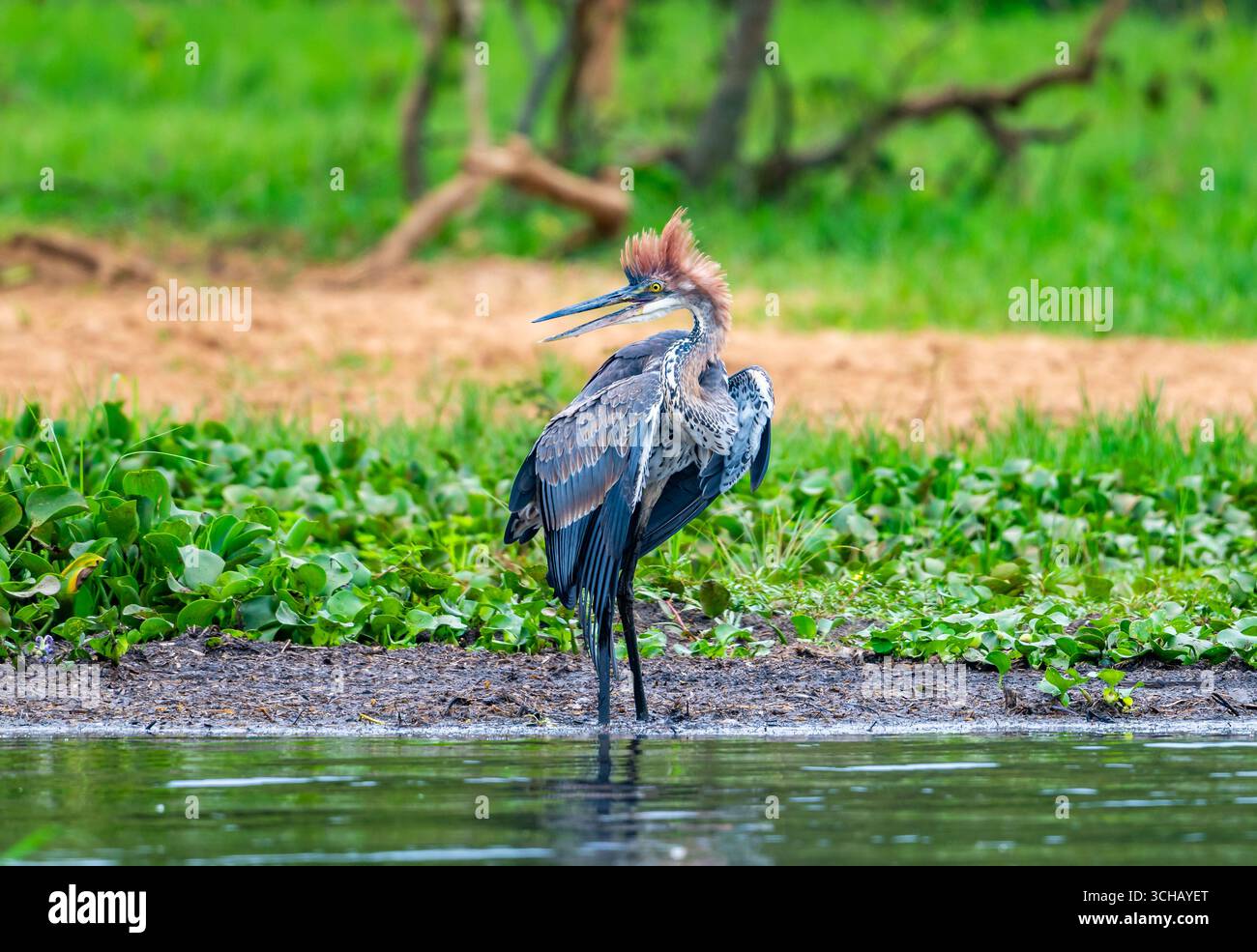 Un jeune héron Goliath (Ardea goliath) debout près du Nil. Parc national de Murchison Falls, Ouganda, Afrique. Banque D'Images
